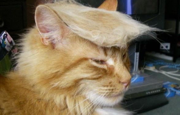 grumpy cat hates obama